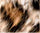 Leopard Fur