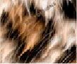 Leopard Fur fabric swatch